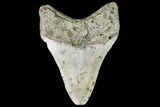 Fossil Megalodon Tooth - North Carolina #109528-1